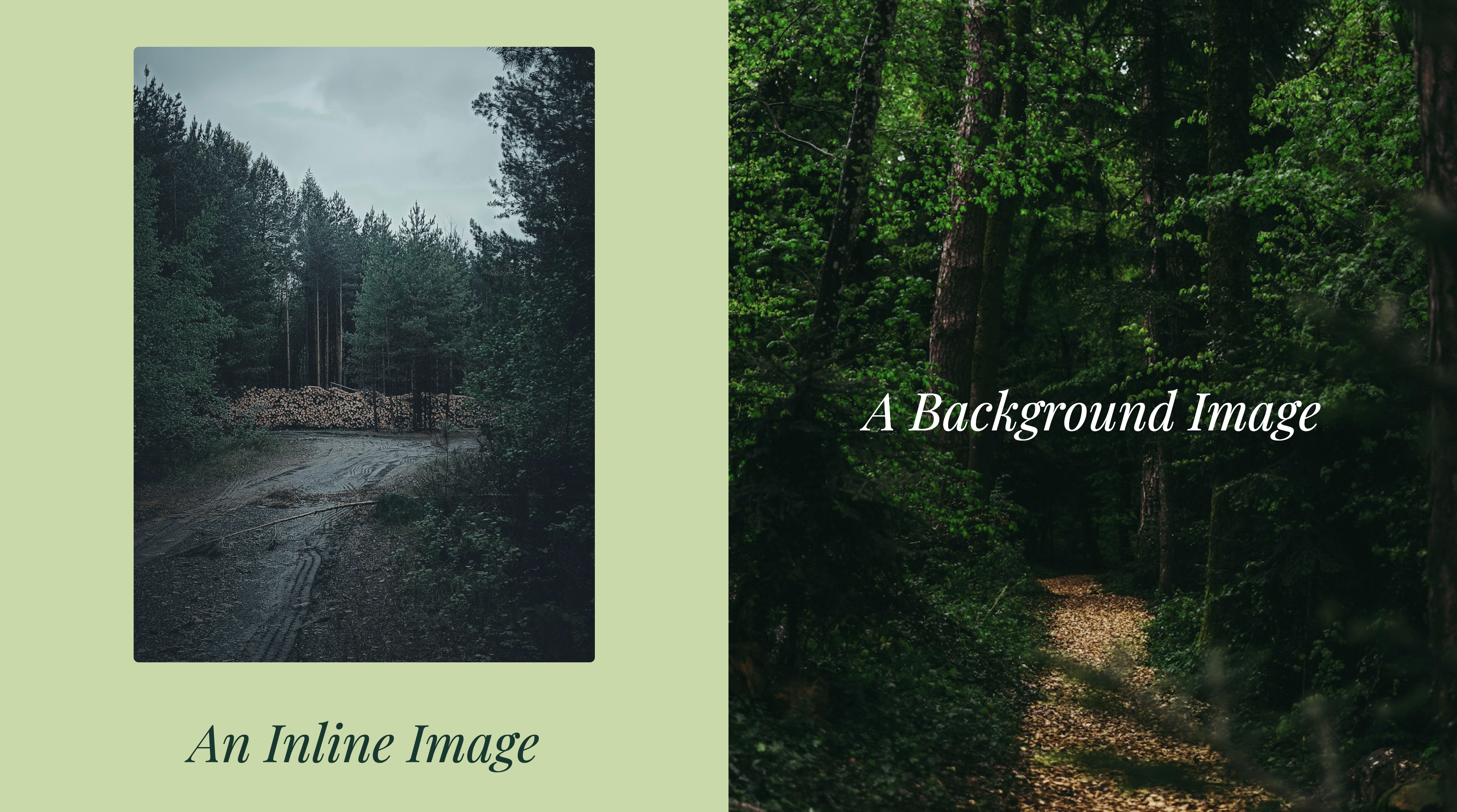 A slide with an inline image of a forest on the left, and a background image of a forest on the right.