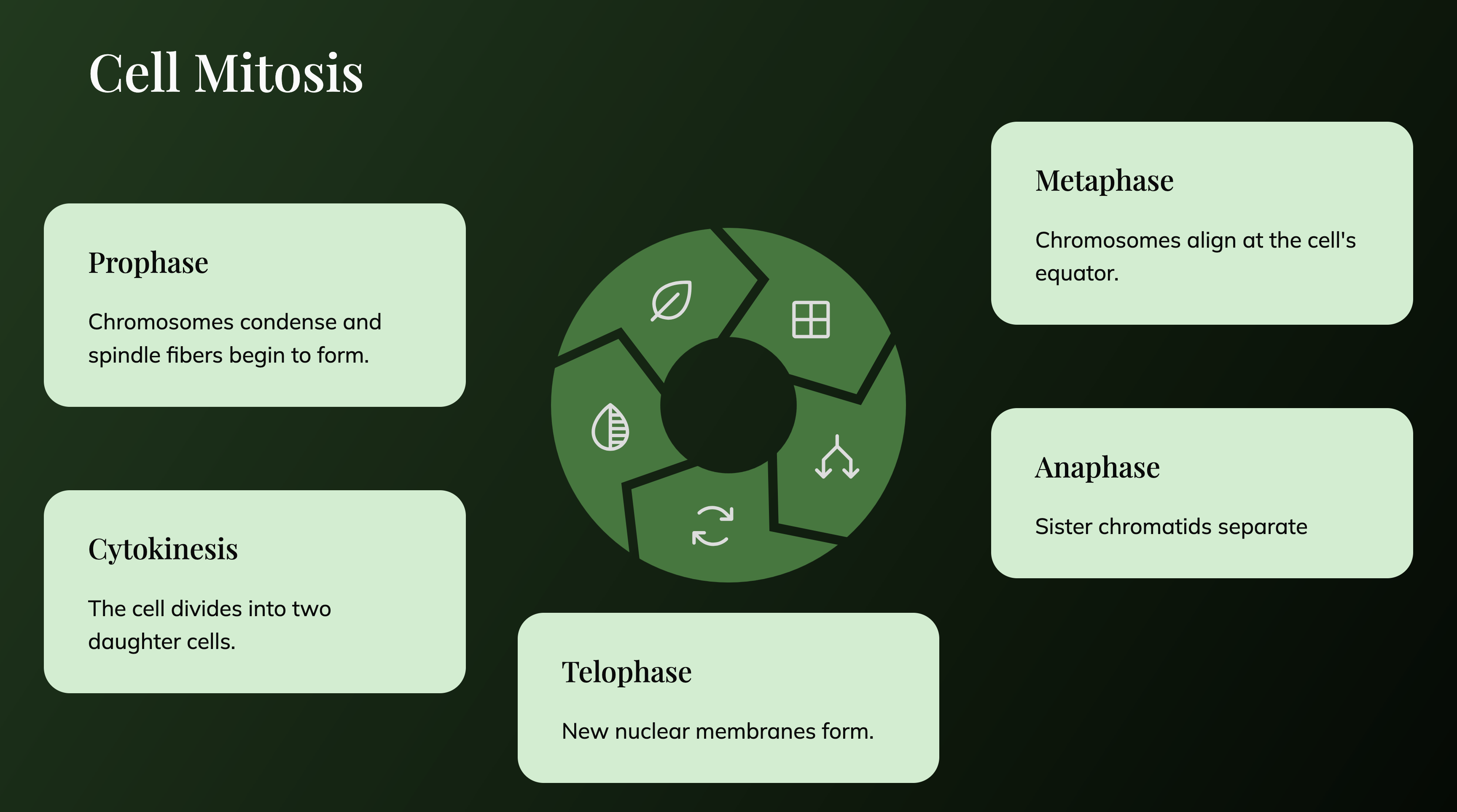 A process cycle describing Cell Mitosis